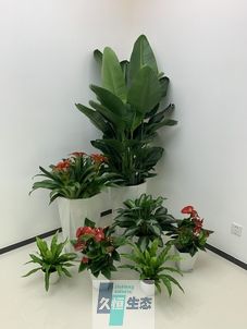 南湖办公室花卉绿植租摆简约组合
